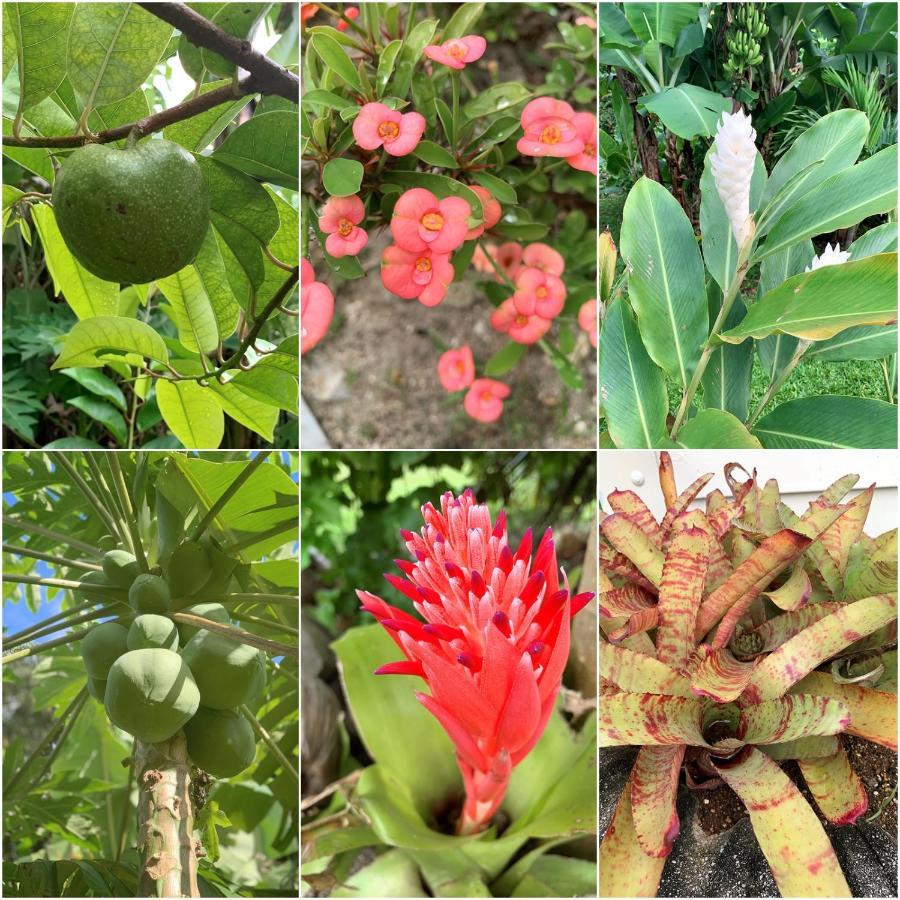 Bella Casa Villa Rarotonga Exterior photo